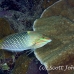 wrasse_checkerboard_sa_si_h_0052_egy1488.jpg